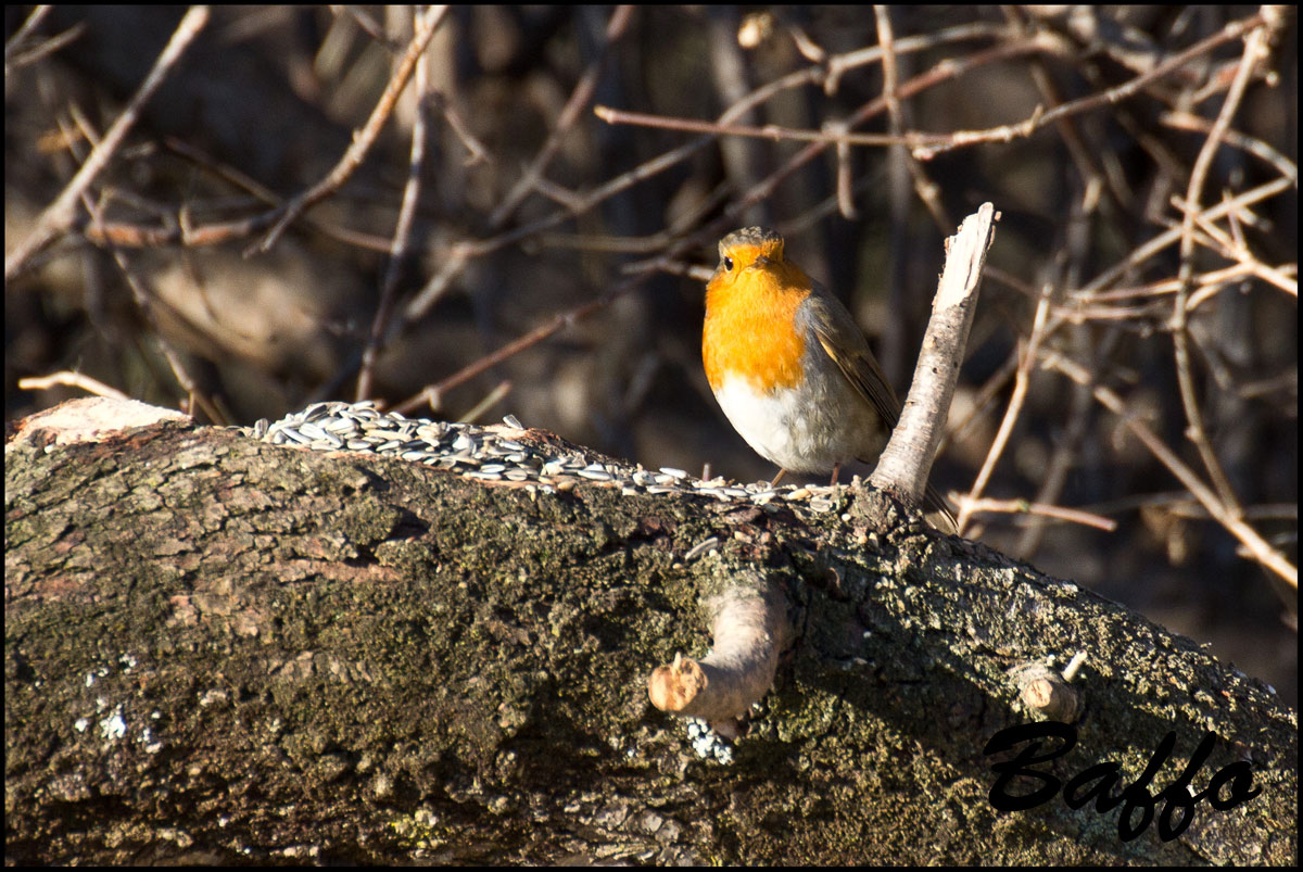 Il sempre bel Pettirosso.